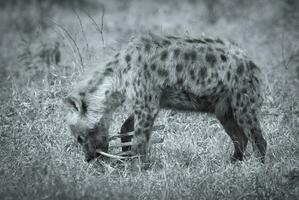 hyena matning, afrika foto