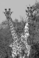 giraffa, kruger nationell parkera foto