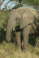 afrikansk elefant, söder afrika foto