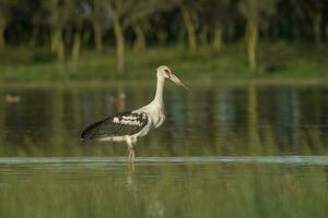 maguari stork, argentina foto