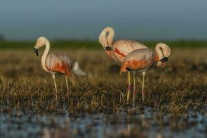 flamingos, patagonien argentina foto