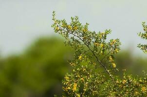 vild blommor , berberis ruscifolia, i semi öken miljö, calden skog, la pampa argentina foto