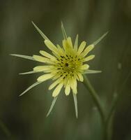 gul vild blomma i patagonien, argentina foto