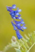 vild blomma i patagonien, argentina foto