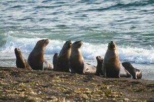 söder amerikan hav lejon (otaria flavescens) kvinna, halvö valdes ,chubut,patagonien, argentina foto