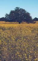 blommig fält i de pampas enkel, la pampa provins, patagonien, argentina. foto