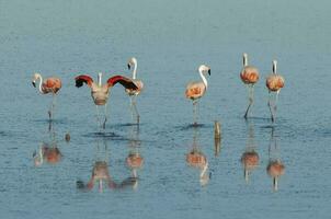 flamingos resten i en salt lagun, la pampa provinsen, Patagonien, argentina. foto