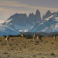 guanacos bete,torres del paine nationell parkera, patagonien, Chile. foto