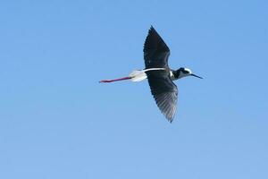 svart halsad stylta, himantopus melanurus, la pampa argentina foto