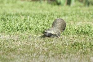 liten grison, pampas, patagonien, argentina foto