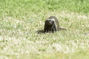 liten grison, pampas, patagonien, argentina foto