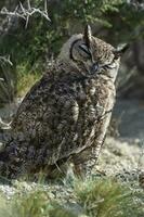 bra behornad Uggla, bubo virginianus nacurutu, halvö valdes, patagonien, argentina. foto