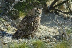 bra behornad Uggla, bubo virginianus nacurutu, halvö valdes, patagonien, argentina. foto