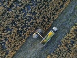 durra skörda, i la pampa, argentina foto