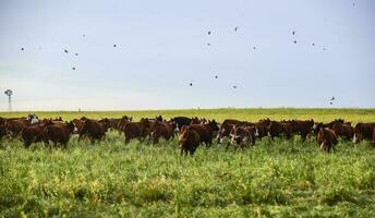 kor i landsbygden, pampas, argentina foto