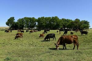 nötkreatur i argentine landsbygd, la pampa provins, argentina. foto