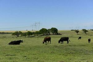 nötkreatur i argentine landsbygd, la pampa provins, argentina. foto