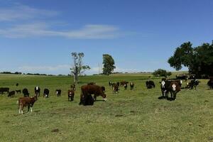 nötkreatur i argentine landsbygd, la pampa provins, argentina. foto