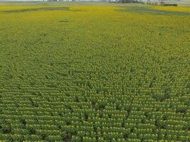 solros odling, antenn se, i pampas område, argentina foto