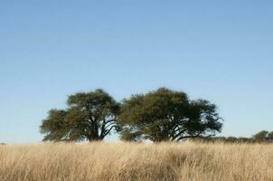 calden skog landskap, geoffraea dekortiker växter, la pampa provins, patagonien, argentina. foto