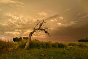 stormig landskap, la pampa, patagonien, argentina foto