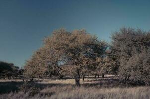 calden skog landskap, geoffraea dekortiker växter, la pampa provins, patagonien, argentina. foto