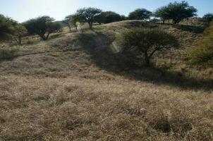 calden skog landskap, geoffraea dekortiker växter, la pampa provins, patagonien, argentina. foto