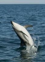 dunkel delfin Hoppar, halvö valdes, patagonien, argentina foto