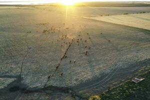 nötkreatur höjning i pampas landsbygden, la pampa provins, argentina. foto