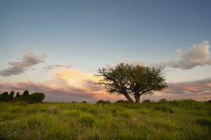 calden träd landskap, la pampa provins, patagonien, argentina. foto