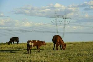 nötkreatur höjning med naturlig betesmarker i pampas landsbygden, la pampa provinsen, Patagonien, argentina. foto