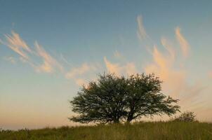 pampas träd landskap, la pampa provins, patagonien, argentina. foto