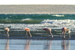 flamingos matning på låg tidvatten, halvö valdes, patagonien, argentina foto