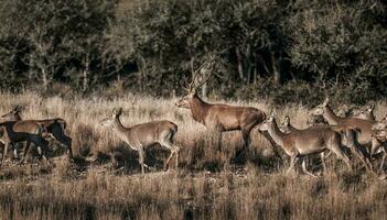 röd rådjur i parque luro natur boka, la pampa, argentina foto