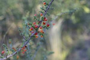 små röd vild frukt i de pampas skog, patagonien, argentina foto