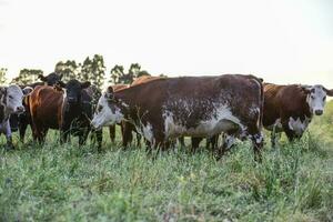 kor Uppfostrad med naturlig gräs, argentine kött produktion foto