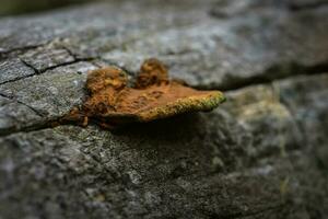 orange svamp på de trunk av en träd, la pampa provins, patagonien, argentina. foto