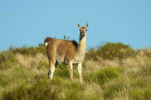 guanacos i lihue cal nationell parkera, la pampa, patagonien, argentina. foto