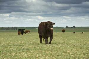 nötkreatur höjning i argentine landsbygden, la pampa provins, argentina. foto