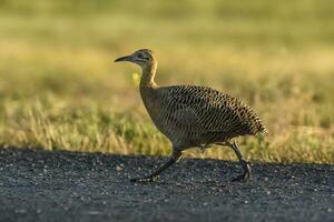 röd bevingad tinamou, rhynchotus rufescens, la pampa provins , argentina foto