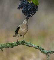 vit banded härmfågel, patagonien, argentina foto