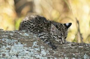 geoffroys katt, leopardus geoffroyi, i calden skog miljö , la pampa , argentina foto