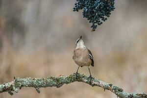 vit banded härmfågel, patagonien, argentina foto