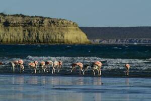 flamingos matning på låg tidvatten, halvön Valdes, Patagonien, argentina foto