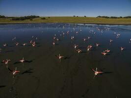 flamingos flock, patagonien, argentina foto