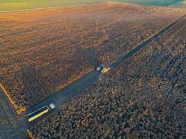 durra skörda, i la pampa, argentina foto