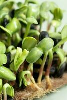 grodd mikrogrönsaker av solros. superfood är vuxen på Hem. makro Foto närbild