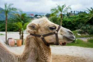 kameler på en kamel bruka i da lat, vietnam foto