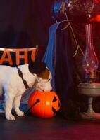 halloween firande begrepp. rolig hund äter från halloween pumpa foto