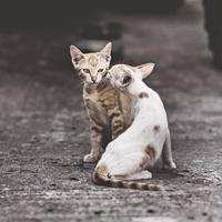 två katter i ett mycket komplicerat förhållande. två huskatter som har kul tillsammans utomhus. foto